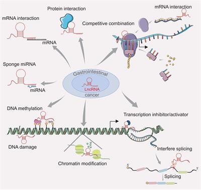 Functional Peptides Encoded by Long Non-Coding RNAs in Gastrointestinal Cancer